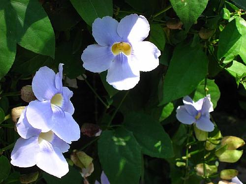 Dominican Flowers